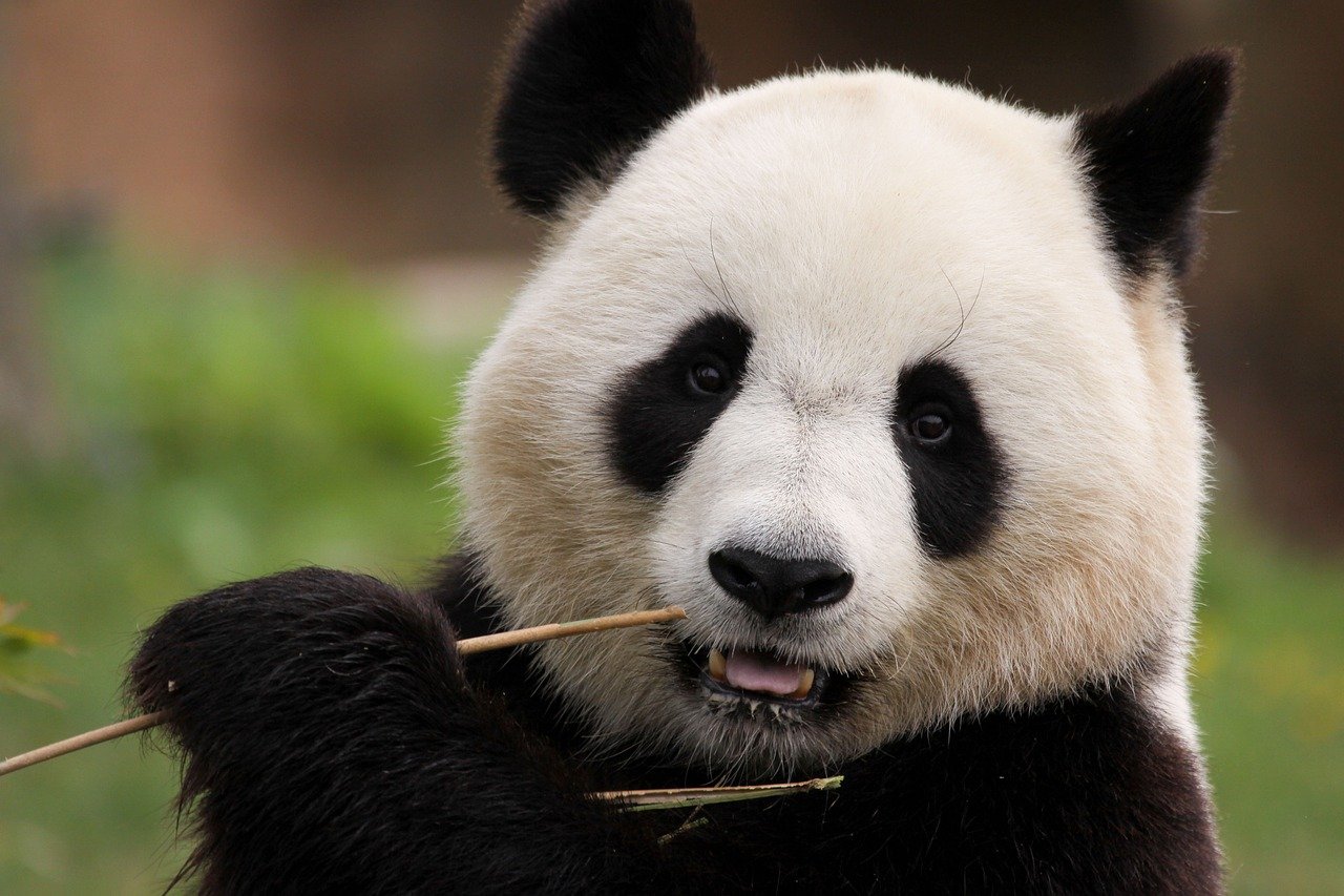 panda, bamboo, mammal-8171354.jpg